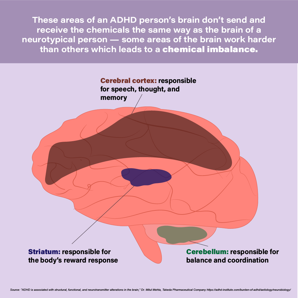 These areas of an ADHD person's brain don't send and receive the chemicals the same way as the brain of a neurotypical person — some areas of the brain work harder than others which leads to a chemical imbalance.
Cerebral cortex: responsible for speech, thought, and memory
Striatum: responsible for the body's reward response
Cerebellum: responsible for balance and coordination