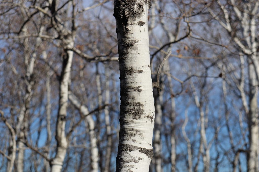 A white birch tree trunk with blue skies and other leafless trees in the background.