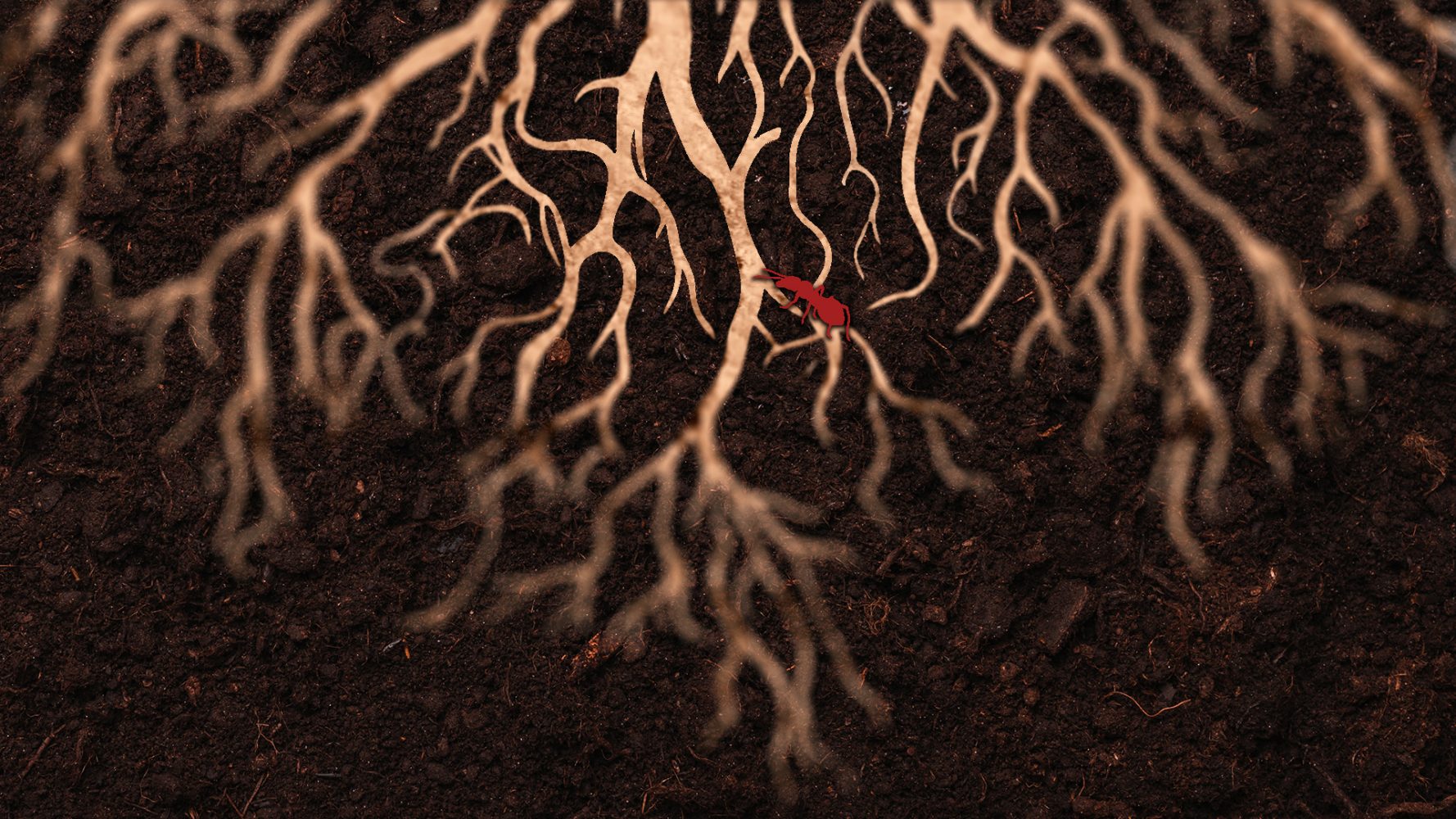Beating My Root Share: